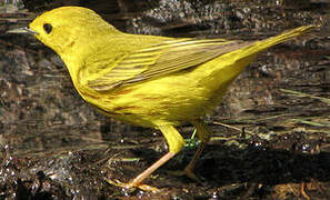 American Yellow Warbler