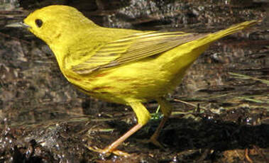 Paruline jaune