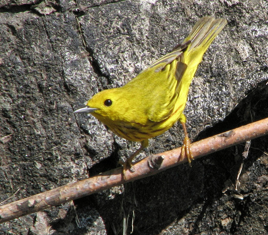 American Yellow Warbler