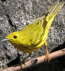 Paruline jaune