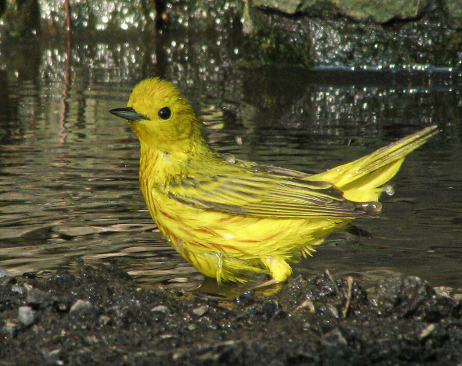 American Yellow Warbler