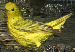 American Yellow Warbler