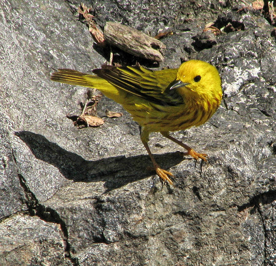 American Yellow Warbler