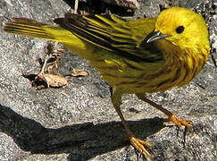 American Yellow Warbler