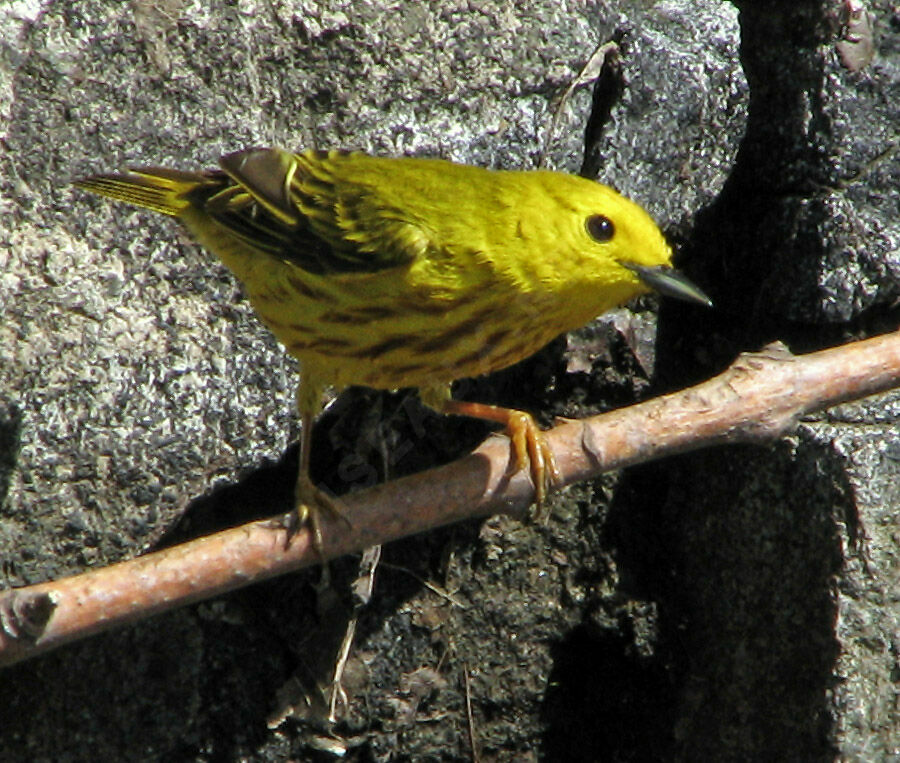American Yellow Warbler