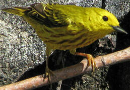 American Yellow Warbler