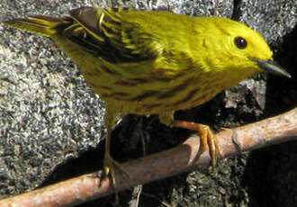 Paruline jaune