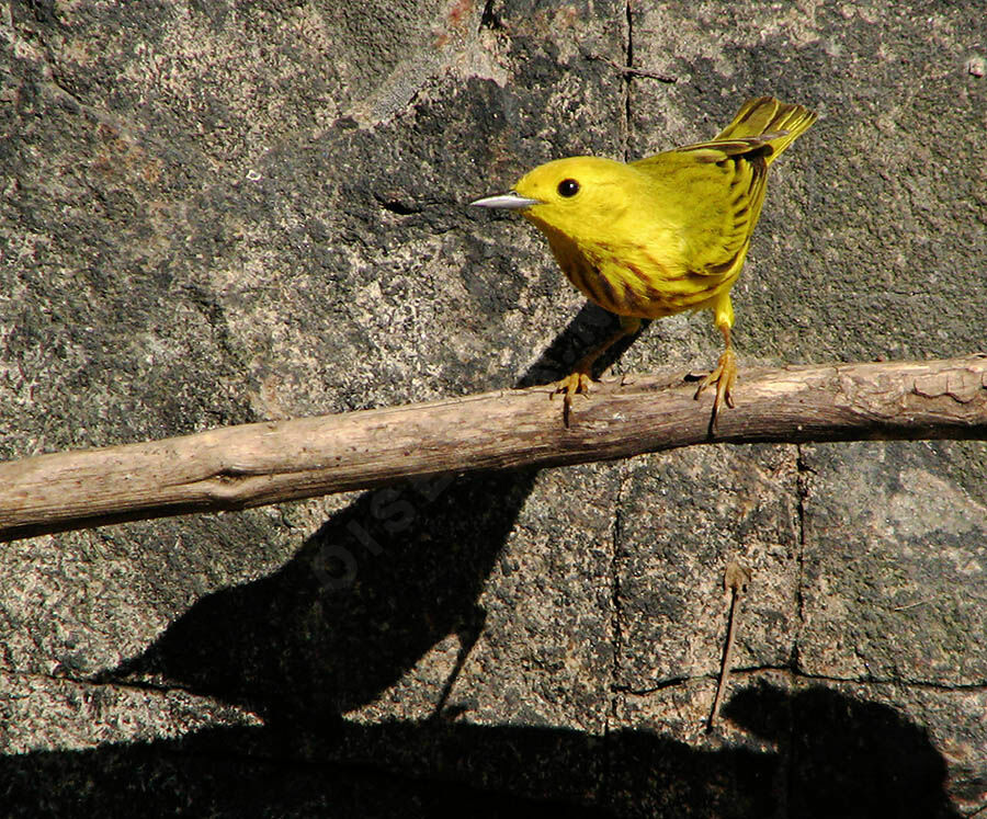 American Yellow Warbler