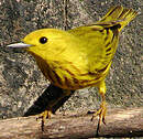 Paruline jaune