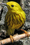 American Yellow Warbler