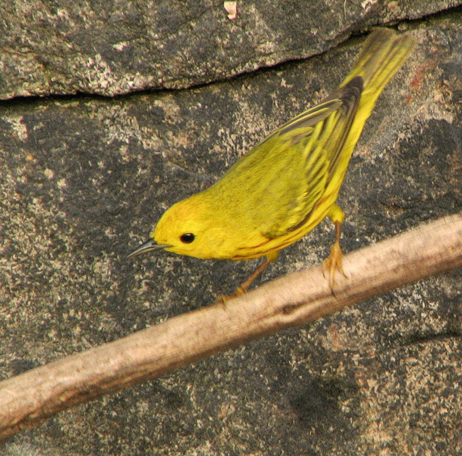 Paruline jaune