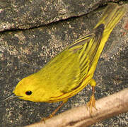 American Yellow Warbler