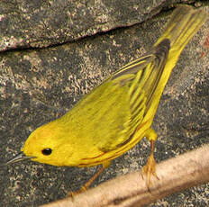 Paruline jaune