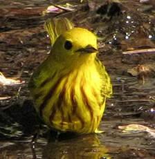 Paruline jaune