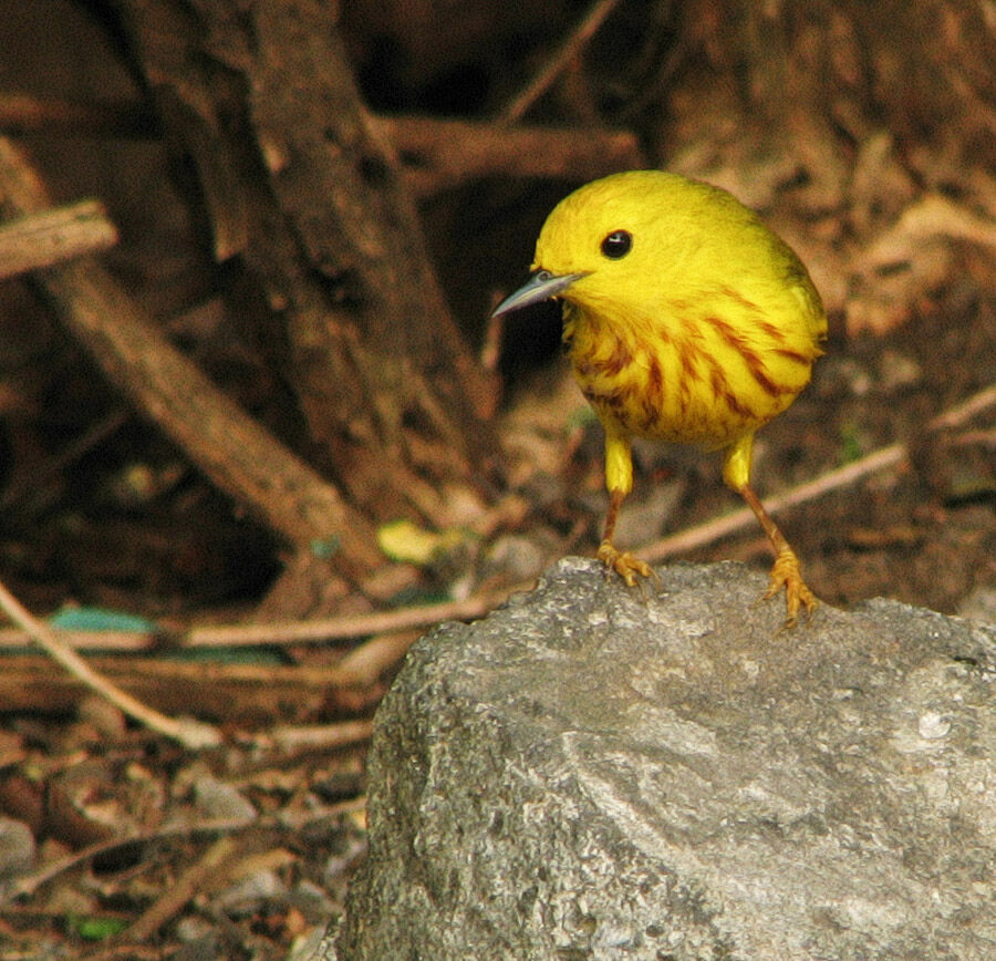 American Yellow Warbler