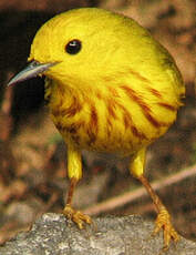 Paruline jaune
