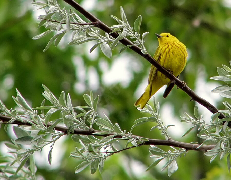 American Yellow Warbler