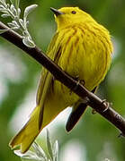 American Yellow Warbler