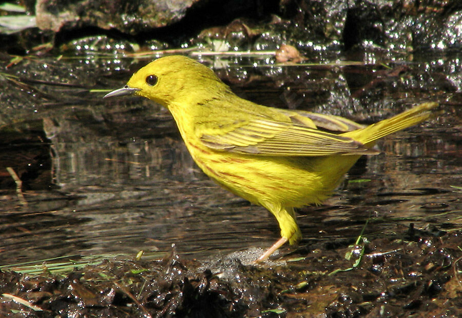 American Yellow Warbler