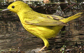 American Yellow Warbler
