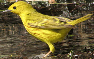 Paruline jaune