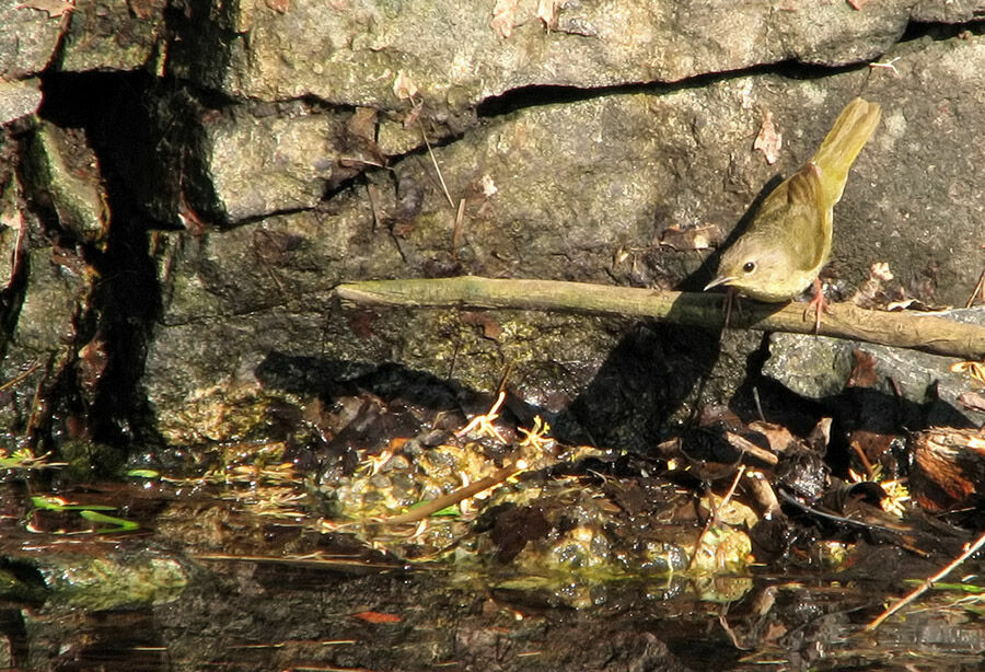 Common Yellowthroat