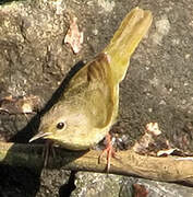 Common Yellowthroat