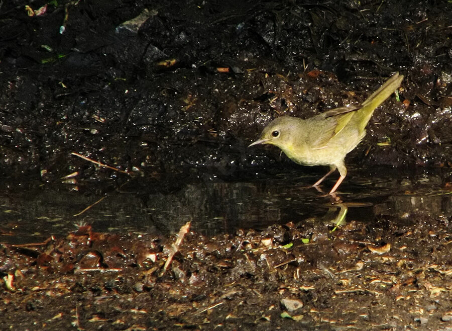 Common Yellowthroat