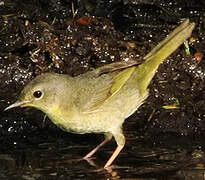 Common Yellowthroat