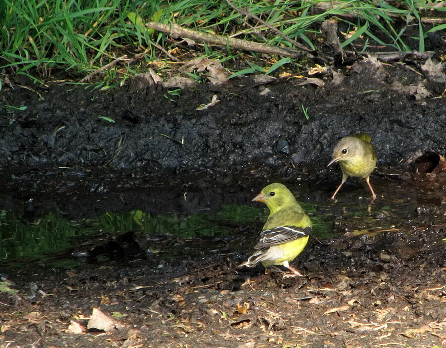 Common Yellowthroat