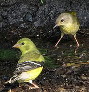 Common Yellowthroat