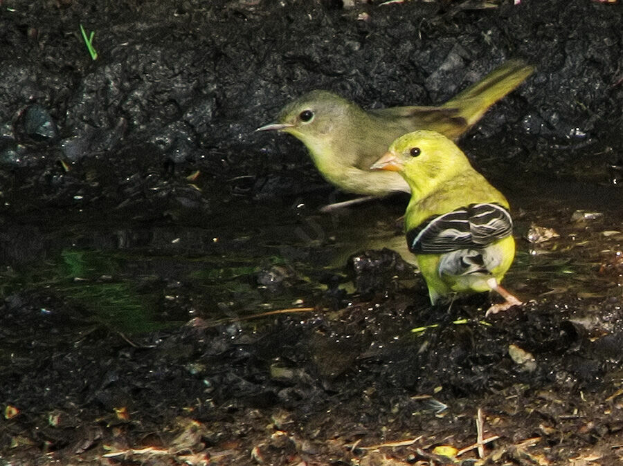 Paruline masquée