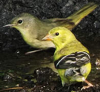 Common Yellowthroat