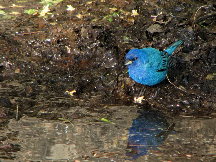 Passerin indigo