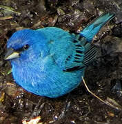 Passerin indigo