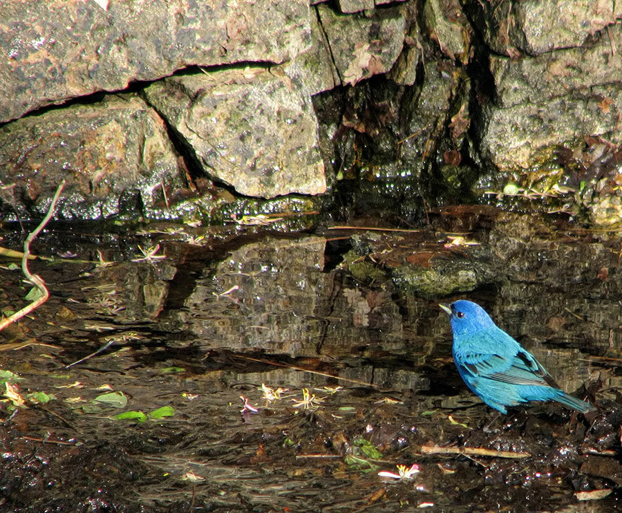 Passerin indigo