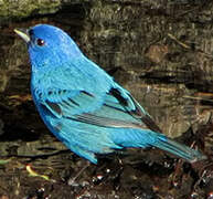 Indigo Bunting