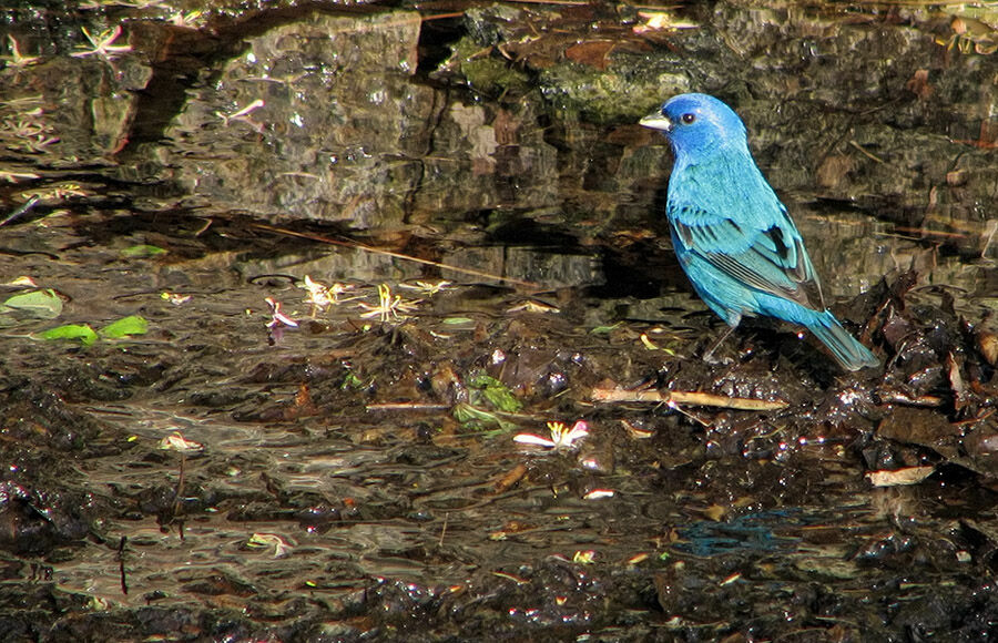 Indigo Bunting