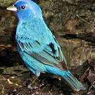 Passerin indigo