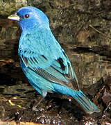 Indigo Bunting