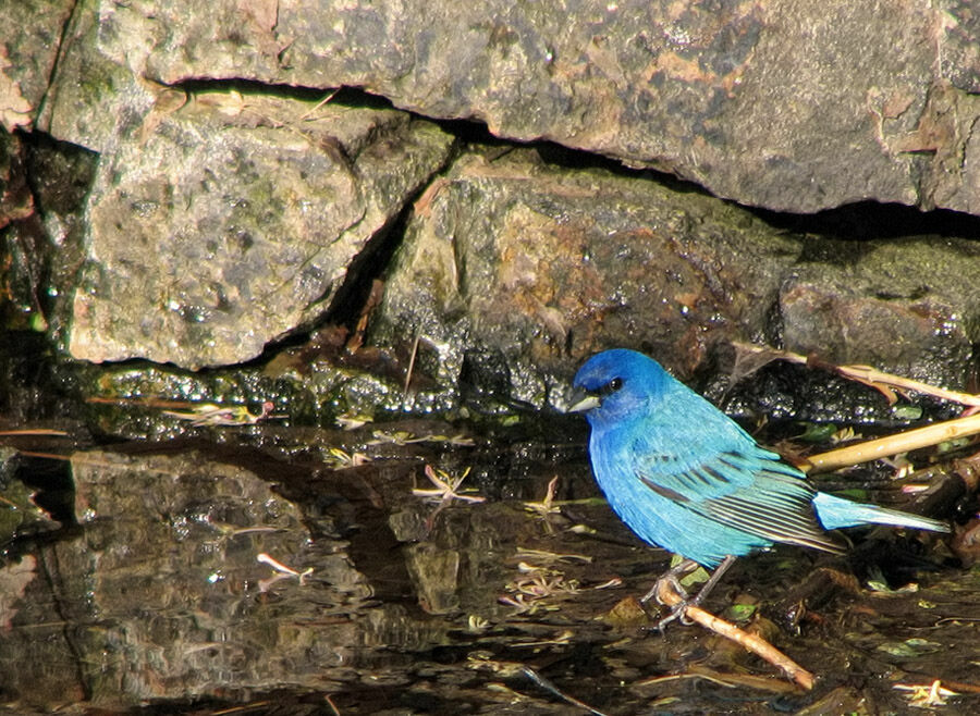 Passerin indigo