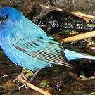 Passerin indigo