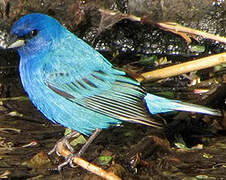 Indigo Bunting