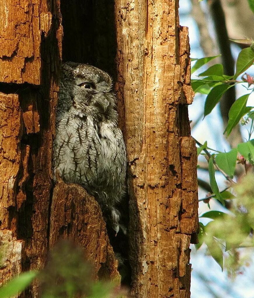 Eastern Screech Owl