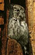 Eastern Screech Owl