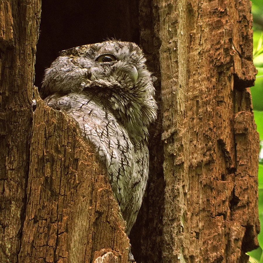 Eastern Screech Owl