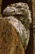 Eastern Screech Owl