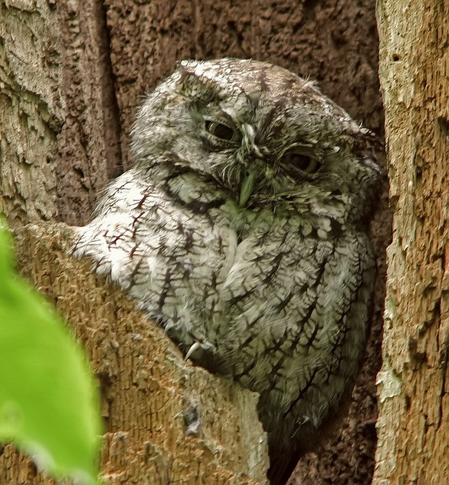 Eastern Screech Owl