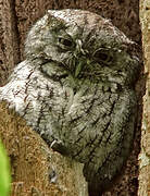 Eastern Screech Owl