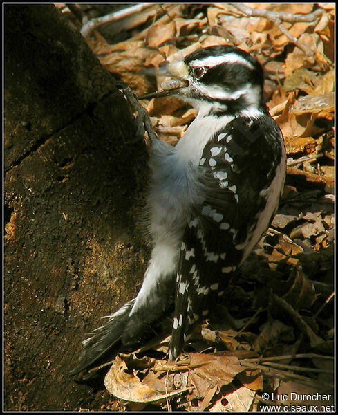 Hairy Woodpecker